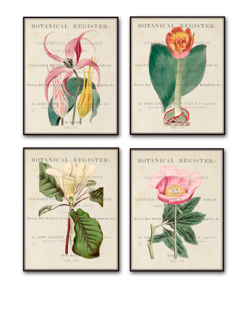 Wall Art - Hanging Canvas Art Print - Inspired by Vintage Botanical Charts and Vintage Science Posters, Fine Art Print, Art newest Poster - Charm